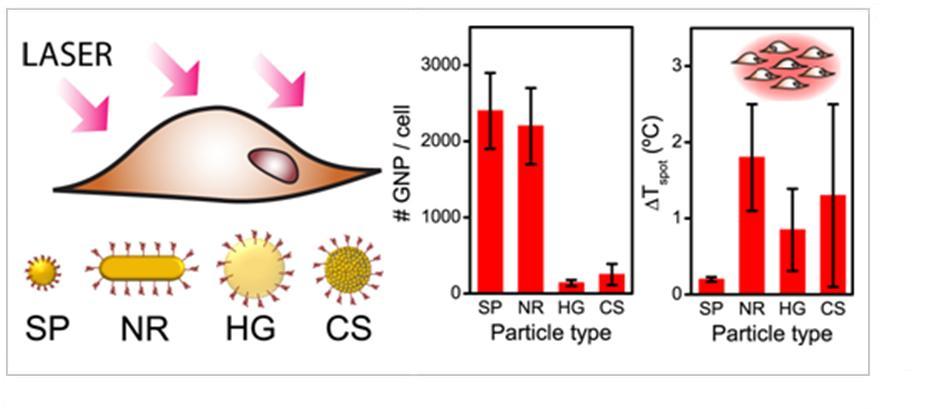 Gold nanoparticles interacting with endothelial cells